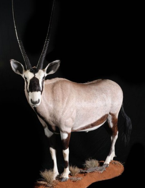 oryx-gemsbok