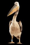 pelican blanc