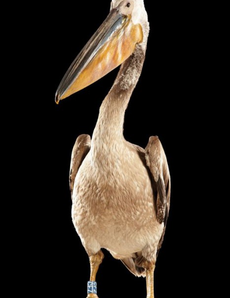 pelican blanc