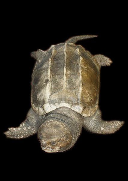 Tortue Alligaror Snapper