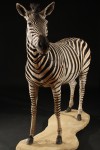 zebre