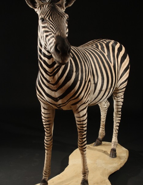 zebre
