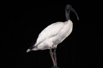 1325-sacred ibis