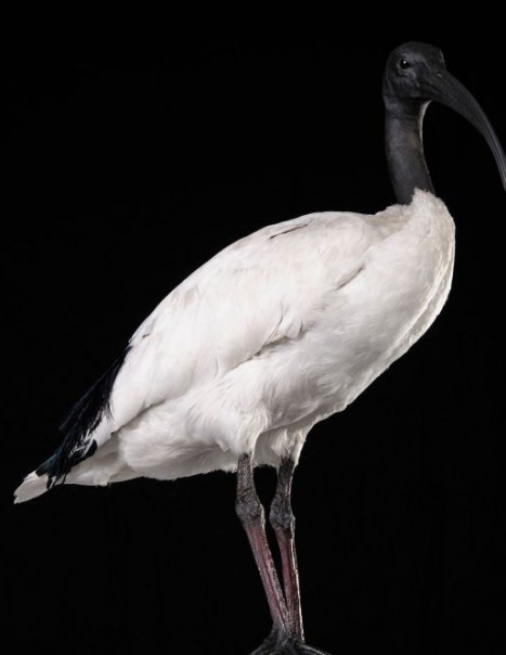 1325-sacred ibis