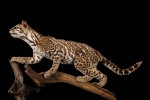 1350-Ocelot