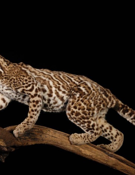 1350-Ocelot