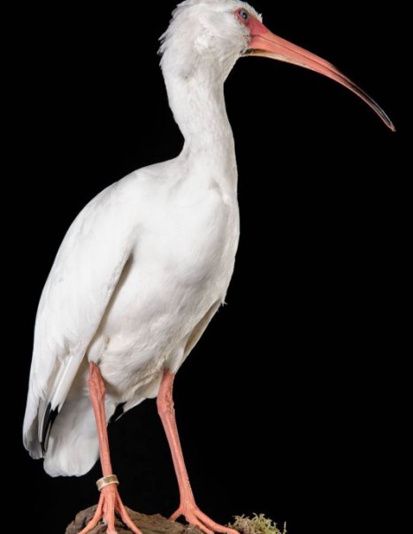 1384-ibis blanc-2