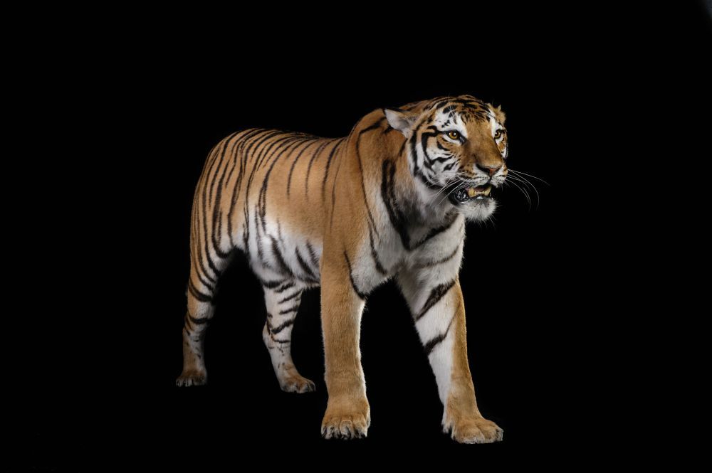 Bengal Tiger (Panthera tigris tigris) Dimensions & Drawings