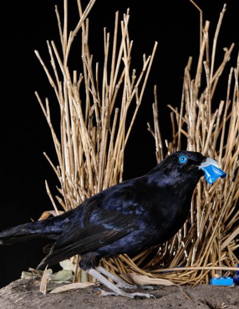 1453-SatinBower Bird Withnest