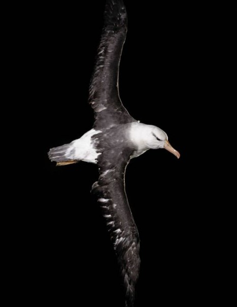 167-albatros-Modifier