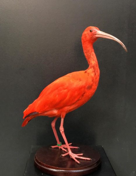 2594 ibis rouge