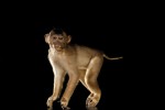 641-Macaque queue de cochon-Modifier