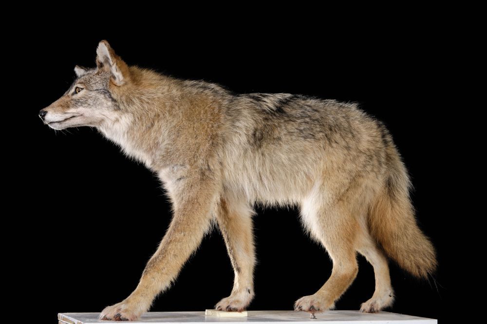 Coyote Facts (Canis latrans)