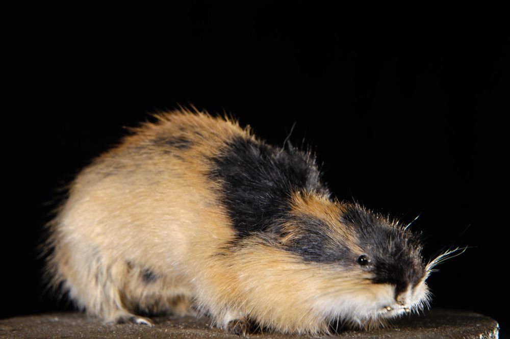 How long do lemmings live ?