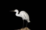 Aigrette Garzette