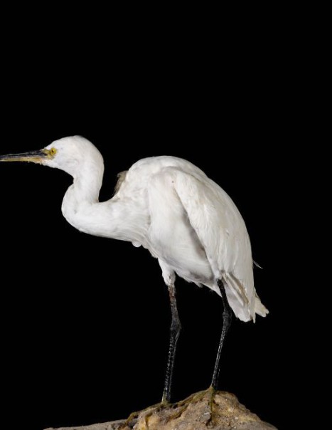 Aigrette Garzette