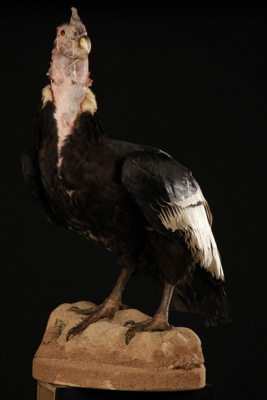 Condor Des Andes 1