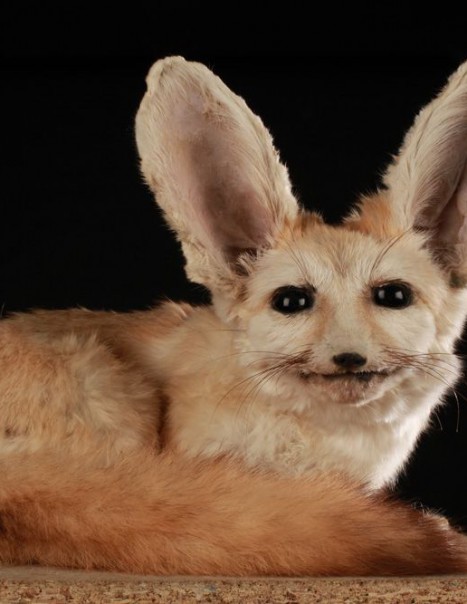 Fennec