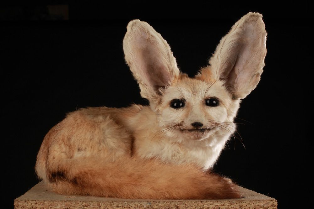 Fennec