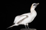 Gannet