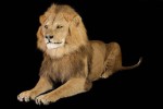 Lion D'Asie-Modifier