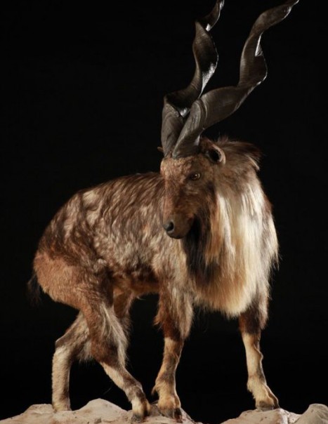 Markhor