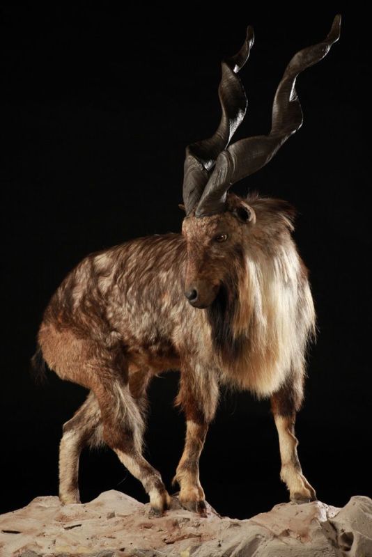 Markhor