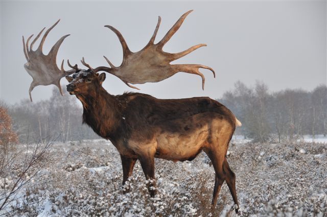 elk bledom que es elk bledom que es