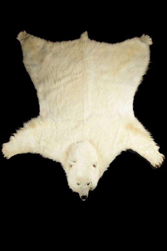 Polar Bear Rug Carpet Ursus Maritimus, How Much Is A Polar Bear Rug