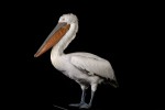 Pelican Frise-2