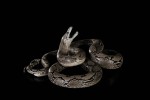 Python Repticule-Modifier