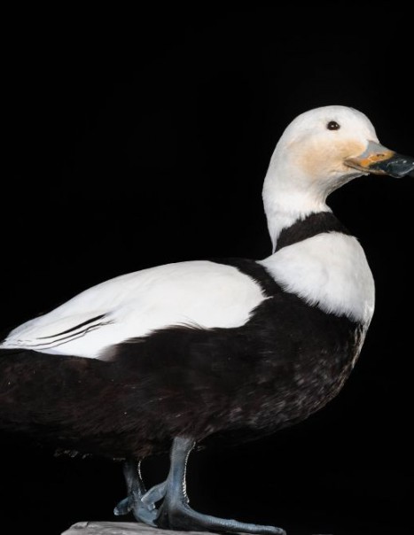 Reprocduction Canard du Labrador