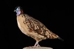 Tragopan de Cabot