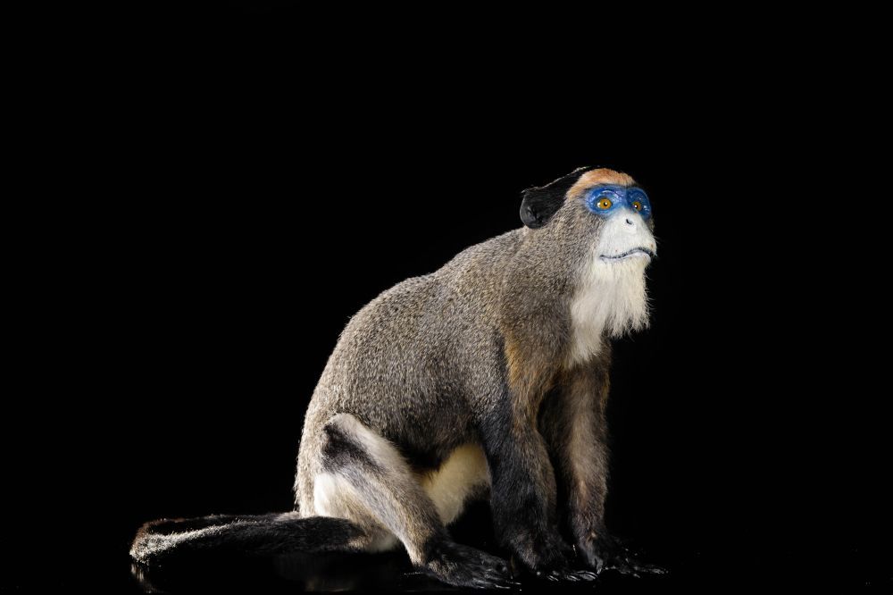 De Brazza's Monkey