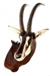 antilope sable