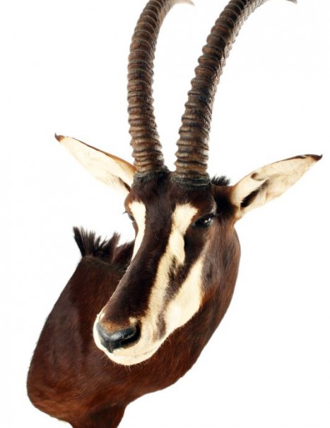 antilope sable