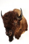 bison americain