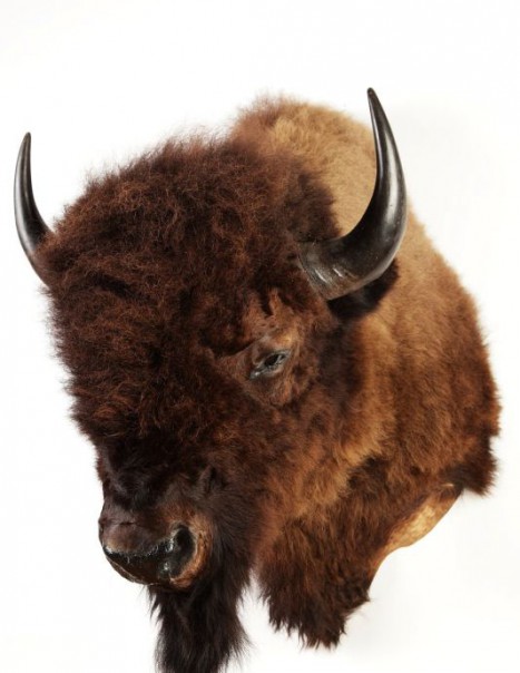 bison americain