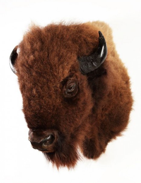 bison europeen