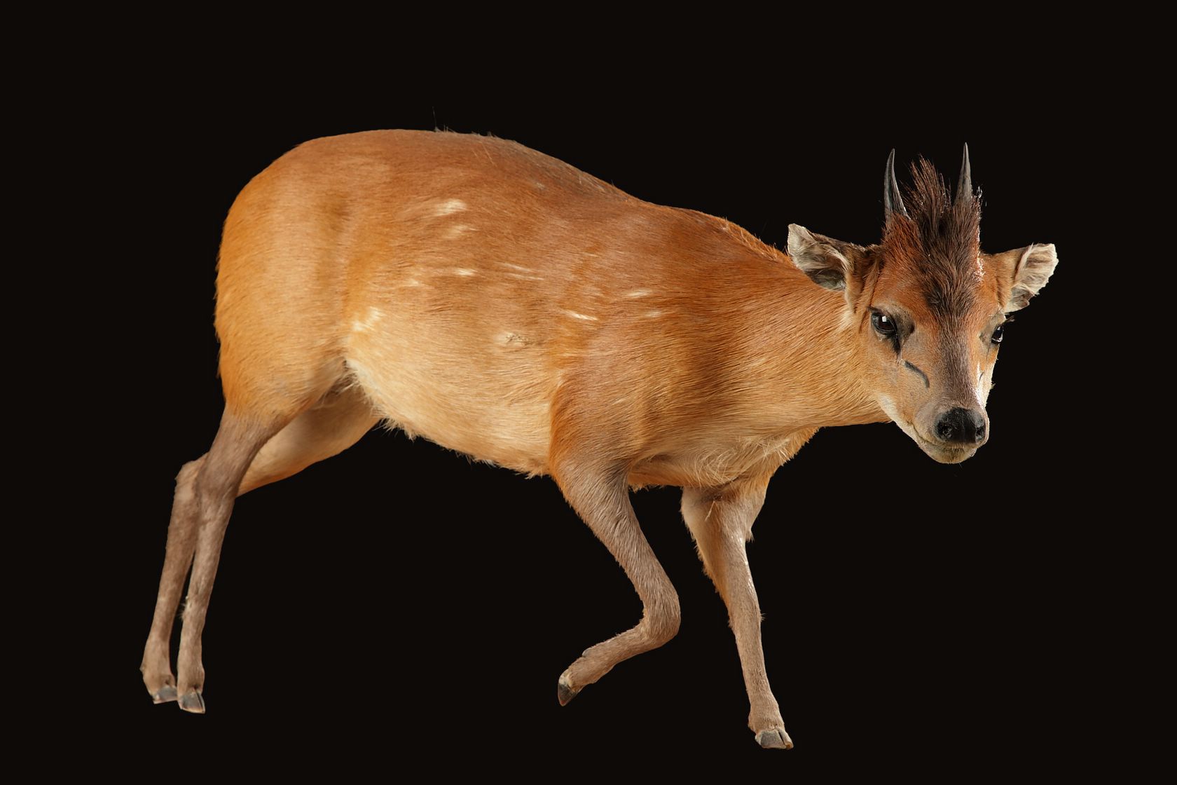 Red-flanked duiker - Wikipedia