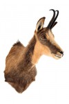 chamois (4)