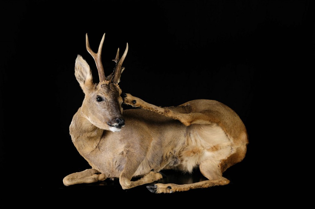 Asie Archives - Masai Gallery
