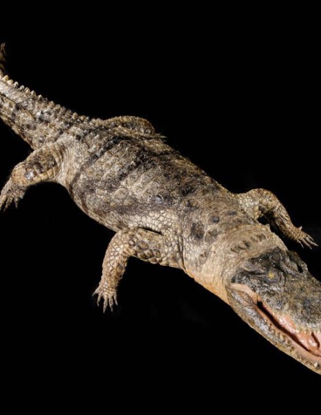 crocodile du Nil