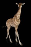 girafon