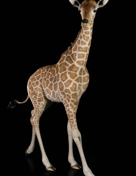 girafon