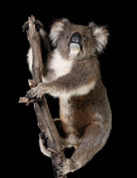 koala