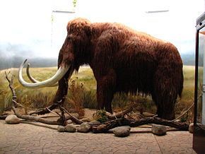 Woolly Mammoth - Reproduction - Mammuthus primigenius - Masai Gallery