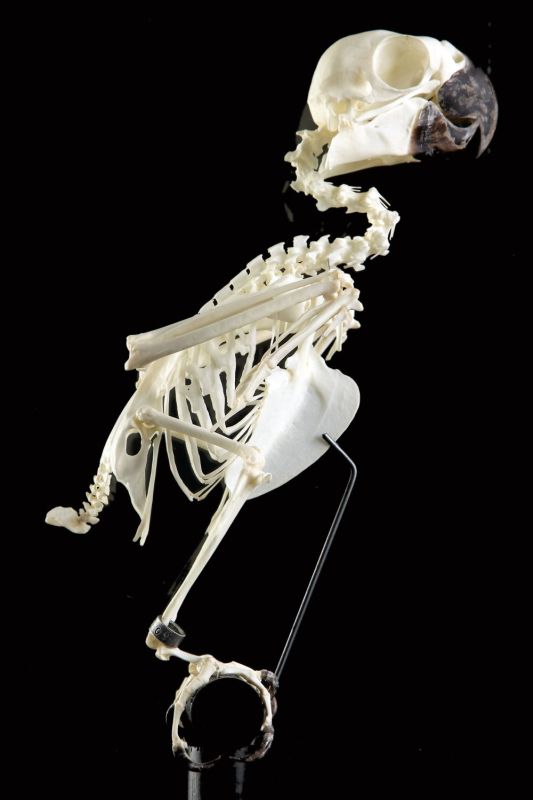 Sulphur-crested cockatoo - Skeleton - Cacatua galerita - Masai Gallery