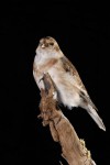 plectrophenax nivalls -snow bunting-974