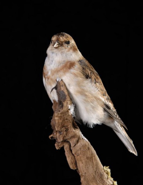 plectrophenax nivalls -snow bunting-974